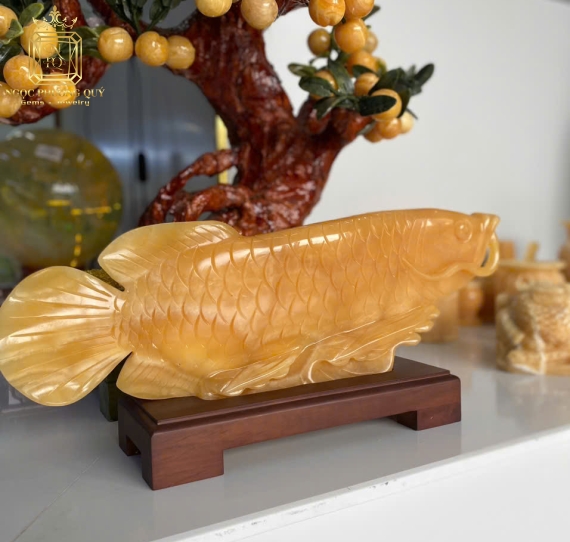 Cá rồng ngọc hoàng long ,dài 50